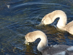 FZ006778 Swanlings feeding (Cygnus olor).jpg